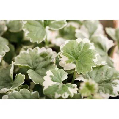 Produktbild von Weißbunter Gundermann 'Variegata' - Glechoma hederacea, im Topf 11 cm - 11 cm