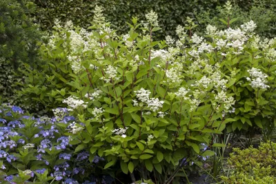 Produktbild von Hydrangea paniculata 'Wim's Red', Rispenhortensie, rot-weiß, 60–80 cm