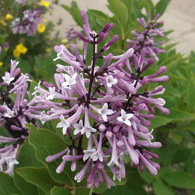 Immagine prodotto di 2 x  Lillà nano coreano  - Syringa patula 'Miss Kim'  | 40-60 cm in contenitore