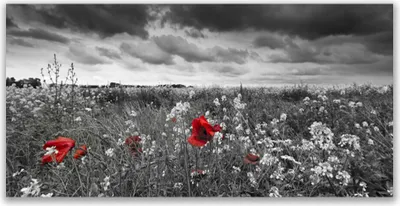 Produktbild von Glasbilder 120x60 Wandbild Druck auf Glas Wiese Blumen Natur