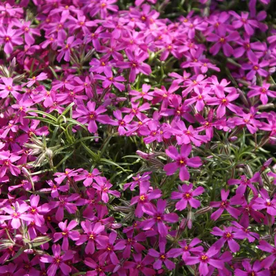 Produktbild von 6 x Teppich Flammenblume  - Phlox subulata 'Atropurpurea'  | Topf 9cm x 9cm