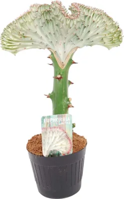 Zdjęcie produktu dla Trendyplants special - Euphorbia lactea Cristata white - Kaktus - Wysokość 20-40 cm - Rozmiar doniczki Ø10,5 cm