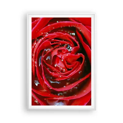 Produktbild von Gerahmtes Poster - Weißer Rahmen - Rose Blume Blütenblätter Tau - 70x100 cm - Wand Bild - Wanddeko - Wandbilder - Wandposter - Bilderrahmen - Bilder - Kunstdruck - Wandbild - P2WPA70x100-1518