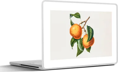 Produktbild von MuchoWow® Laptop Aufkleber Sticker Cover Orange - Blatt - Pflanze 25x18 cm - Laptop-Deko