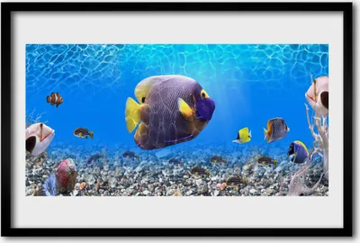 Produktbild von Bild 60x40 MDF-Rahmen Wandkunst Fisch Natur