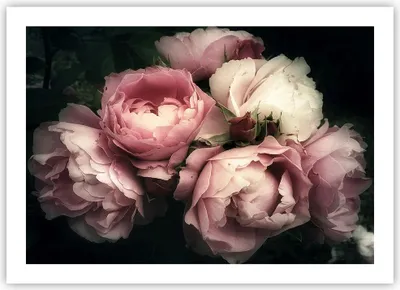 Produktbild von Poster - Poster ohne Rahmen - Pfingstrose Blume - 70x50 cm - Wand Bild - Wanddeko - Wandbilder - Kunstposter - Wandposter - Bilder - Kunstdruck - Wanddekoration - Wandbild - P2XAA70x50-3930