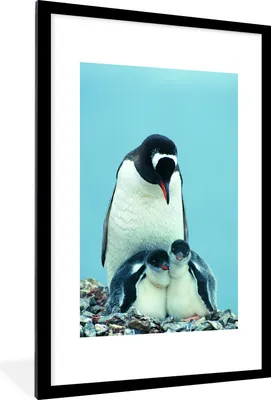 Produktbild von MuchoWow® MuchoWow® Gerahmtes Poster Tiere - Pinguine - Küken 60x90 cm - Poster mit zchwarzem Bilderrahmen - Dekoration - Wandposter Wohnzimmer - Hochwertig