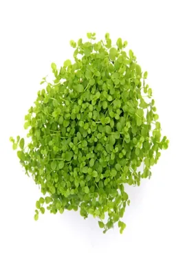 Produktbild von Micranthemum tweediei ,Monte carlo, Wasserpflanze