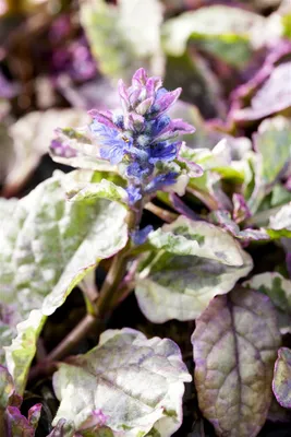 Produktbild von Ajuga reptans 'Burgundy Glow', Günsel, buntes Laub, ca. 9x9 cm Topf