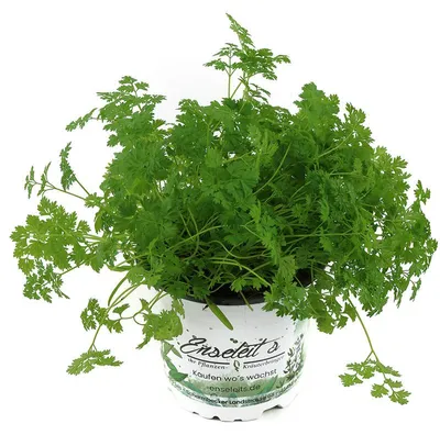 Produktbild von Enseleits Kerbel Pflanze, Anthriscus cerefolium, frischer Kerbel aus Nachhaltigem Anbau