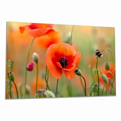 Produktbild von Wallario Herdabdeckplatte aus Glas, Größe 80 x 52 cm 2-teilig, Motiv Mohnblumenblüten