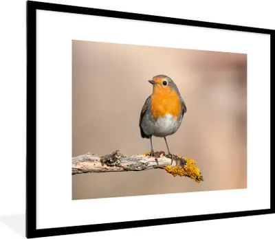 Produktbild von MuchoWow® Gerahmtes Poster Rotkehlchen - Vogel - Zweig - Tiere 80x60 cm - Poster mit Schwarzem Bilderrahmen Wandposter Rahmen Foto Bilder - Schlafzimmer-Dekorationen - Fotoposter