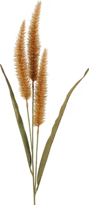 Produktbild von Pennisetum orange Countryfield