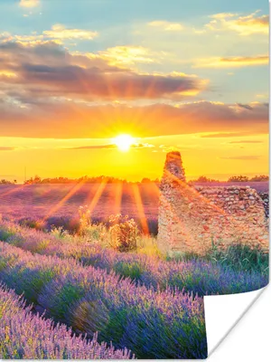 Produktbild von MuchoWow® Poster Lavendel - Sonnenuntergang - Ruine - Lila 120x160 cm - Wandbilder