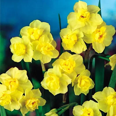 Zdjęcie produktu dla Narcyz Wielokwiatowy Yellow Cheerfulness 5 szt. Narcyzy Cebule Kwiatowe