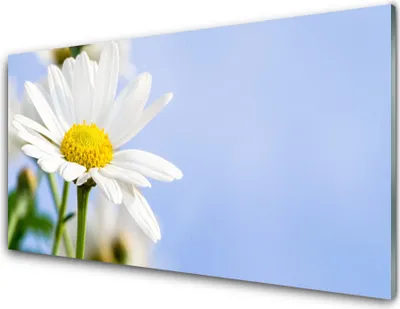 Produktbild von Acrylglasbilder 100x50 Wandbild Druck Gänseblümchen Pflanzen
