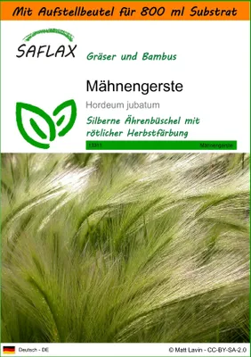 Produktbild von SAFLAX Garden in the bag - Mähnengerste - Hordeum jubatum - 70 Samen - Mit Anzuchtsubstrat im praktischen, selbst aufstellenden Beutel