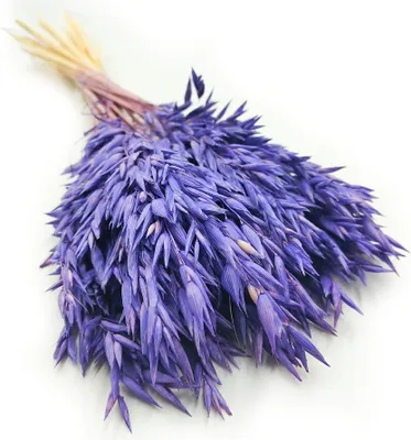 Produktbild von Getrocknete Gerste -  Königliches Marineblau