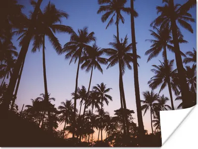 Produktbild von MuchoWow® Poster Palme - Tropisch - Sommer - Himmel 160x120 cm - Foto Plakat