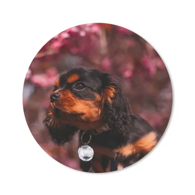 Produktbild von MuchoWow® Mauspad Mousepad Rosa Blumen über dem Cavalier King Charles Spaniel 30x30 cm - Mousepads - Maus Mat - Pad - Mausunterlage - Tischunterlage - Schreibtischmatten