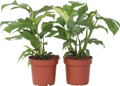 Produktbild von Fensterblatt - 2 Stk - Rhaphidophora tetrasperma - Höhe 20-30cm - ⌀12cm