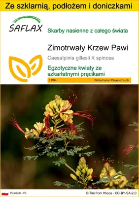 Zdjęcie produktu dla SAFLAX - Zestaw do uprawy - Zimotrwały Krzew Pawi - 10 Nasiona - Z mini szklarnią, podłożem uprawowym i 2 doniczkami - Caesalpinia gillesii X spinosa