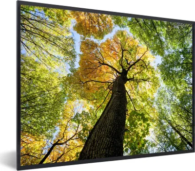 Produktbild von MuchoWow® Gerahmtes Poster Baum - Natur - Wald 80x60 cm - Poster mit Schwarzem Bilderrahmen Wandposter Rahmen Foto Bilder - Schwarzem - Mit Gestell