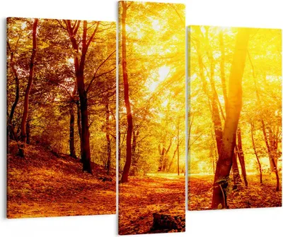 Produktbild von Bild auf Leinwand - Leinwandbild - Wald Baum Natur - 95x80cm - Wand Bild - Wanddeko - Wandbilder - Leinwanddruck - Bilder - Kunstdruck - Wanddekoration - Leinwand bilder - Wandkunst - CB95x80-3722