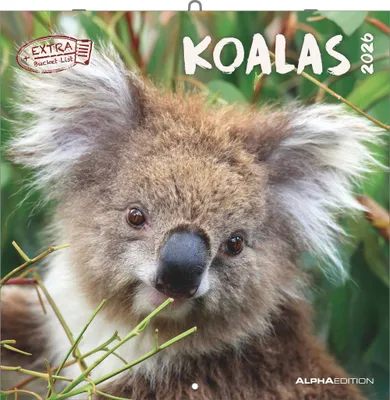 Produktbild von Koalas 2026 - Broschürenkalender 30x30 cm (30x60 geöffnet)