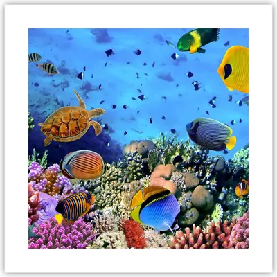 Produktbild von Poster - Poster ohne Rahmen - Korallenriff - 40x40 cm - Wand Bild - Wanddeko - Wandbilder - Kunstposter - Wandposter - Bilder - Kunstdruck - Wanddekoration - Wandbild - P2XAC40x40-3569