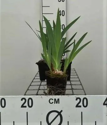 Immagine prodotto di 6 x Iris pseudacorus 'Blue' - Iris blu di palude - vaso 9 x 9 cm