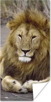 Produktbild von MuchoWow® Poster Löwe - Afrika - Tier 60x120 cm - Wandschmuck