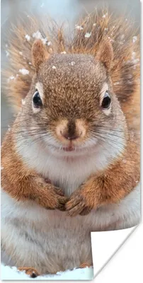 Produktbild von MuchoWow® Poster Eichhörnchen - Nagetier - Schneeflocke - Winter 40x80 cm - Dekoration