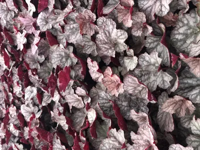 Produktbild von 6 x Heuchera hybr. 'Cascade Dawn' - Purpurglöckchen - Topf 9x9 cm