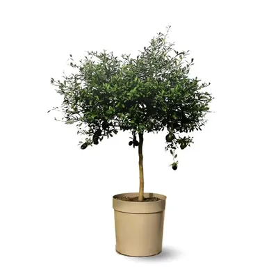 Image de Citron caviar rouge - agrume méditerranéen - arbre fruitier - ↕ 75-85 cm - ⌀ 22 cm