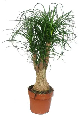Produktbild von Elefantenfuß – verzweigt – Zimmerpflanze – ca. 60 cm