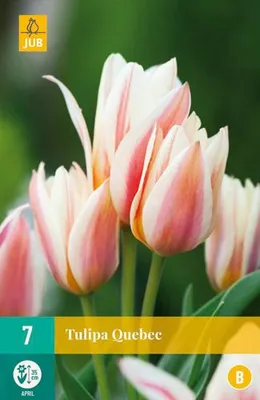 Artikelbild 2 von 'Mehrblütige Tulpe Quebec (7 Stück)' aus der Kategorie Mehrblütige Tulpen, AI-gegenereerde afbeelding