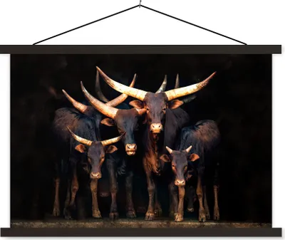 Produktbild von MuchoWow® Textilposter Kuh - Watussie - Stier - Schwarz 90x60 cm mit schwarzem Rahmen - Aufhängungssatz