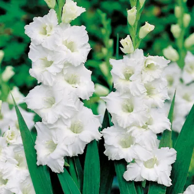 Obrázek produktu pro Gladiolus Mieczyk Biały White 5 ks Gladioly cibulky gladiol