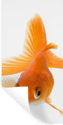 Produktbild von MuchoWow® Wandtattoo Wandsticker Wandaufkleber Fische - Goldfisch - Weiß 40x80 cm Selbstklebend und Repositionierbar - Repositionierbar - Wasser abweisend