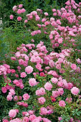 Produktbild von Rosa 'Sommerwind', Beetrose, rosa, 3-5 Liter Container