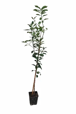 Produktbild von Zitronenbaum 120–140 cm Citrus limon Fino 49 echtes Zitronenbäumchen Mediterraner Zitrusbaum Stämmchen winterhart