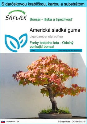 Obrázok produktu pre SAFLAX Darčeková sada - Americká sladká guma - Liquidamber styraciflua - 100 Semená - S darčekovou krabičkou, prepravným štítkom, darčekovou kartou a pestovateľským médiom