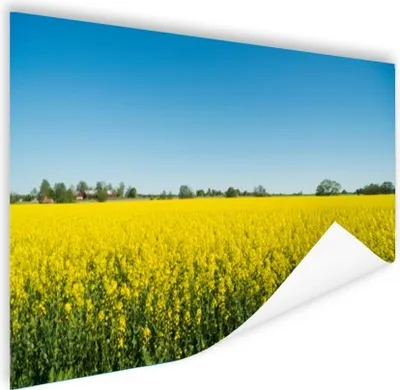 Produktbild von MuchoWow® Poster Ölsaat - Gelb - Frühling 120x80 cm - Bilder
