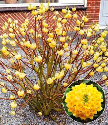 Produktbild von BALDUR Garten Edgeworthia Grandiflora, 1 Pflanze, winterhart, mehrjährig, blühend, duftend, Edgeworthia chrysantha, Zierstrauch, japanischer Papierbusch,