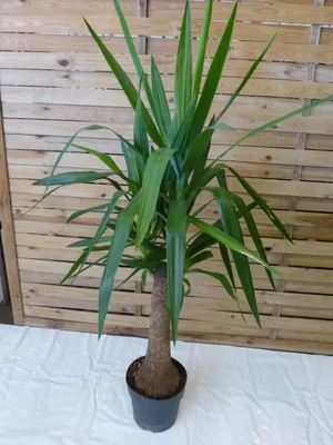 Produktbild von [Palmenlager] XL Yucca elephantipes  140 cm - dicker Stamm - / Yucca-Palme/Zimmerpflanze