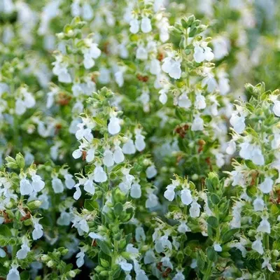 Immagine prodotto di 6 x Camedrio vero  - Teucrium chamaedrys 'Alba'  | Vaso 9 cm x 9 cm