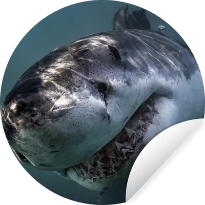 Produktbild von MuchoWow® Runde Wandtattoo - Wandsticker Tapete Aufkleber Hai - Weiß - Wasser Ø 30 cm Selbstklebend und Repositionierbar - Wandaufkleber - Kreis - Wandbild - Fototapete - Selbstklebend - Dekoration - Wandschmuck - Schlafzimmer