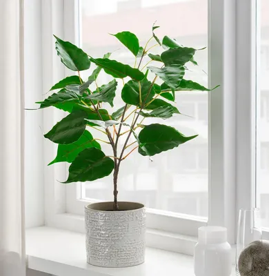Kunstpflanzen IKEA gnstig online kaufen | Kaufland.de