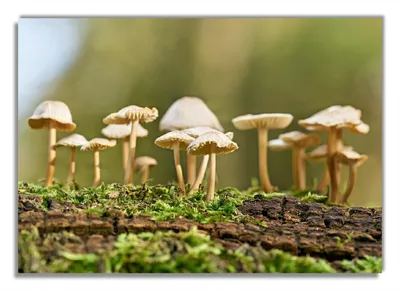 Produktbild von Wallario Premium Glasbild, freischwebende Optik, kräftige Farben, Größe 100 x 70 cm Motiv Pilzkolonie im Wald